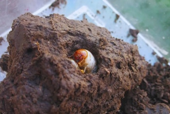 El complejo de gusanos blancos