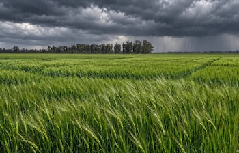 Campo de cebada bajo la tormenta