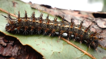 La oruga Lonomia, con su