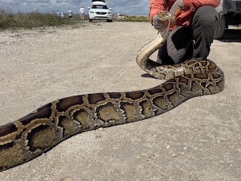 Una persona arrodillada con guantes sostiene la cabeza de una serpiente grande sobre un camino de tierra junto a un vehículo