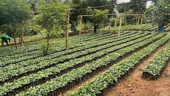 El calor extremo y la sequía superficial ponen en riesgo los cultivos en 116 municipios de Guatemala