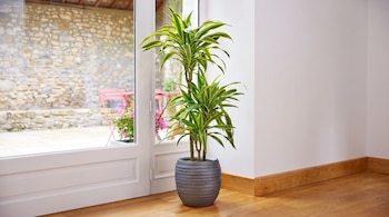 Planta de interior con hojas verdes y amarillas en maceta gris sobre piso de madera, junto a puerta de vidrio que da a un patio exterior.