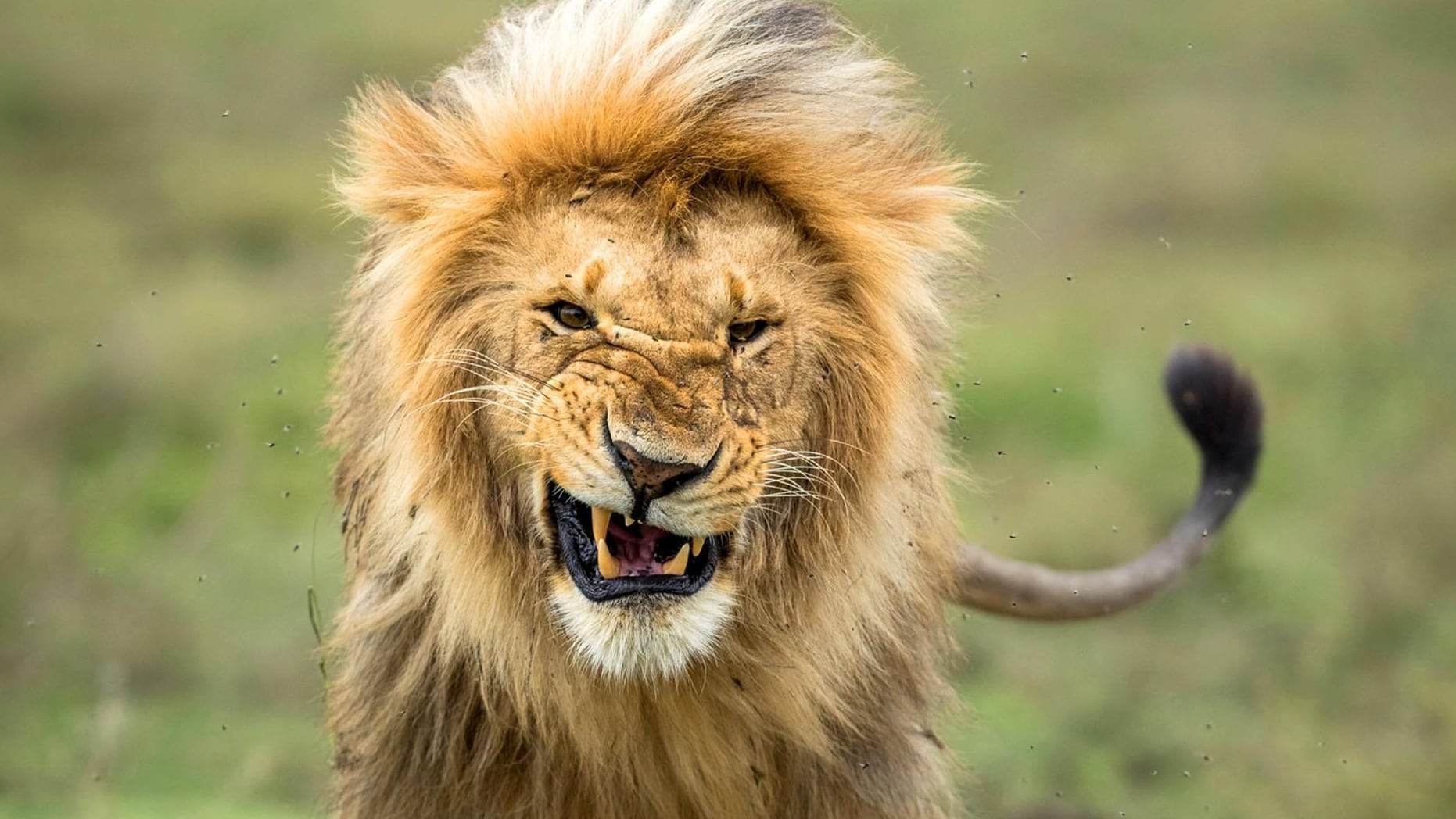 La Autoridad de la Zona de Conservación de Ngorongoro localizó los cadáveres el 18 de septiembre en el norte tanzano y ordenó peritajes (Europa Press)