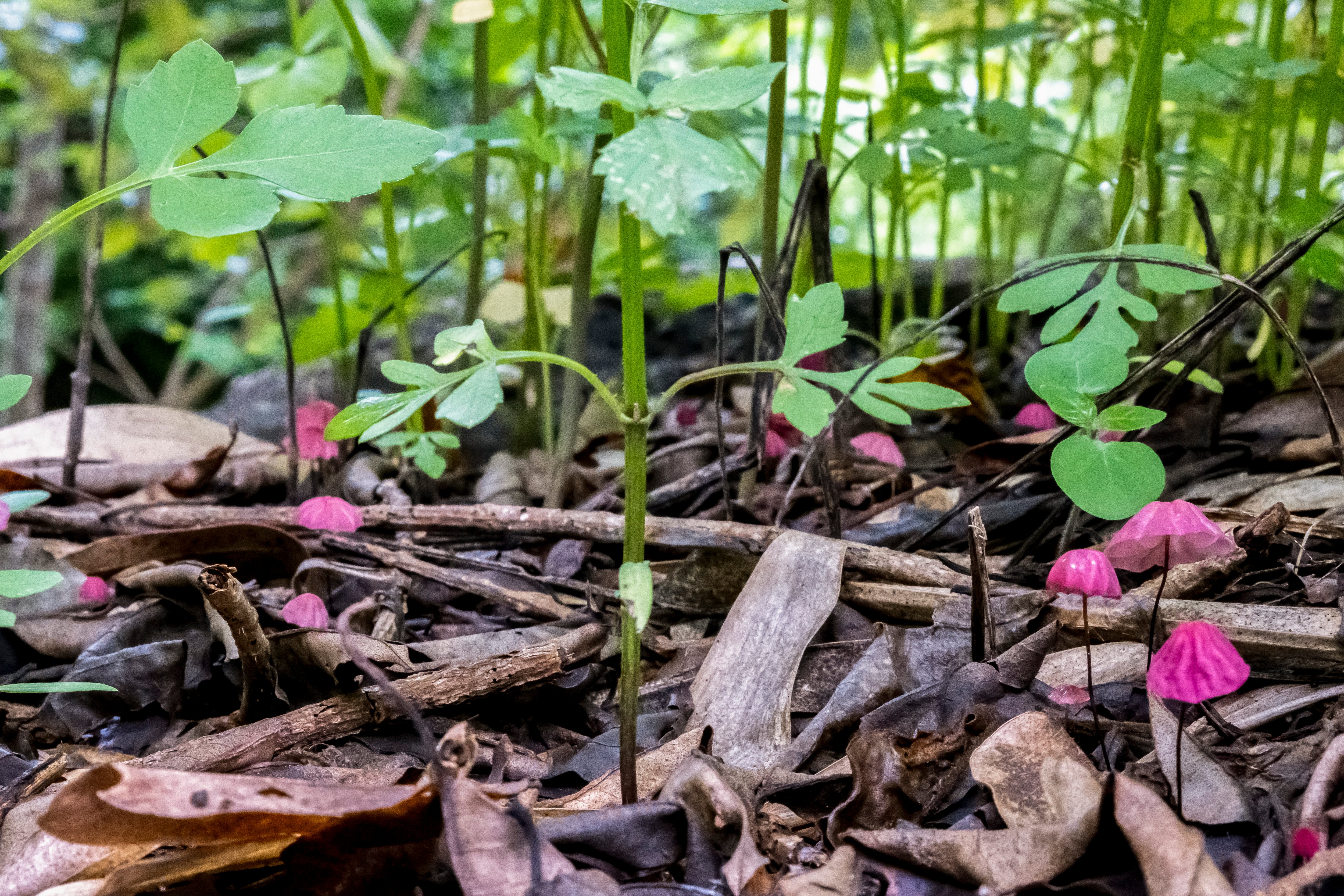 Se estima que el 55% del valor del PIB total de América Latina y el Caribe depende de la naturaleza, mientras que los servicios ecosistémicos representan unos US$15,3 billones anuales en la región (EFE/Pablo Moraga)