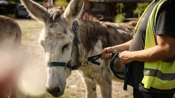 Cómo la terapia con burros revoluciona la atención en salud mental en Francia
