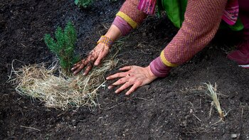 Alejandra Riera, "Jardín de las