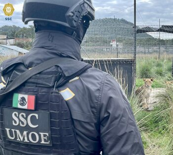 La PROFEPA valorará a los