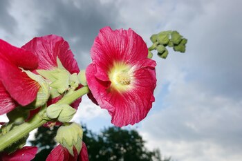 Las Alcea rosea y las