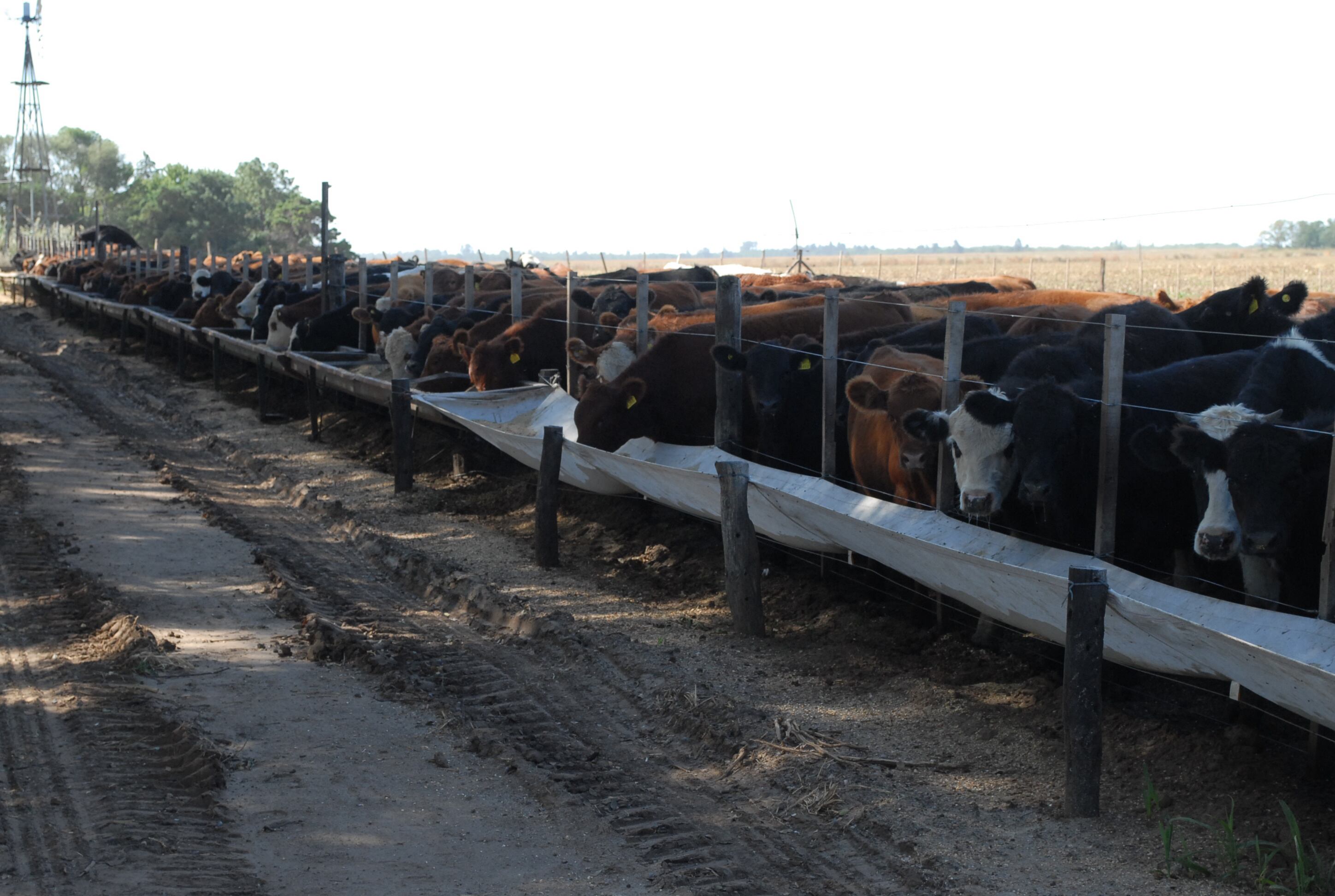 La menor oferta de animales acelera la salida de los corrales y empuja los precios de la hacienda (Revista Chacra)