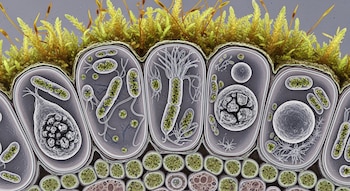 El musgo y sus microbios