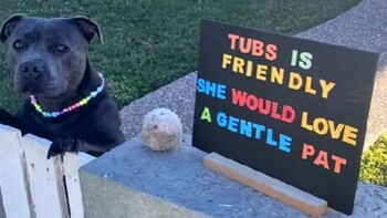 El letrero que colocaron sus