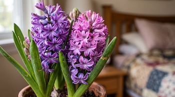 Una maceta de barro con flores de jacinto de color violeta y rosado con hojas verdes largas sobre el fondo desenfocado de un dormitorio.
