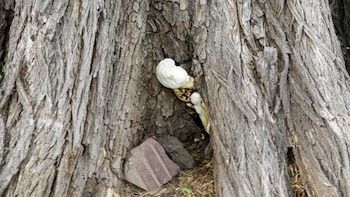 Deberán reemplazar un total de