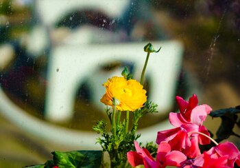 Las marimonias necesitan protección del