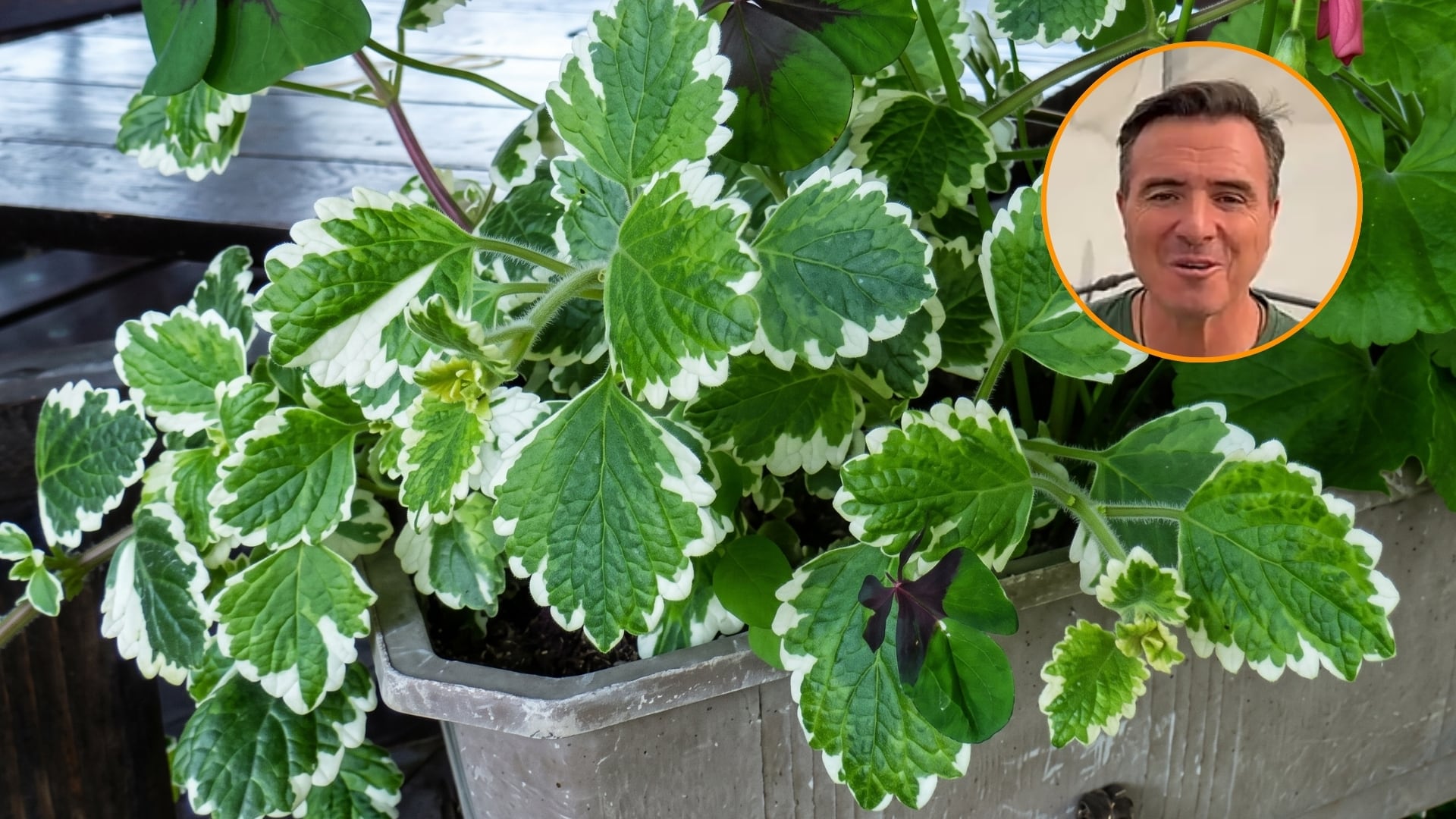 Ángel Illescas, floricultor: “La ubicación es la vida de la planta del incienso”. (Montaje Infobae)