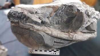 Un cráneo completo de un