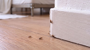 Cucarachas sobre un suelo de madera y en la moldura blanca de una pared, con la base de una cama al fondo.