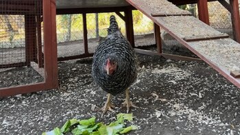 La presentadora de televisión Ellen