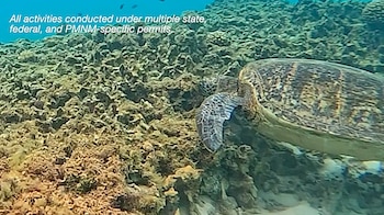 Cámaras sumergidas captaron a las tortugas verdes alimentándose de grandes cantidades de Chondria tumulosa (Universidad de Hawái en Manoa)