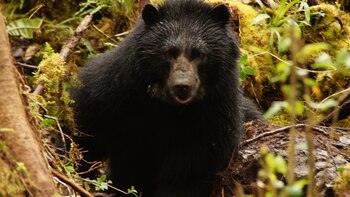 Así se está trabajando por