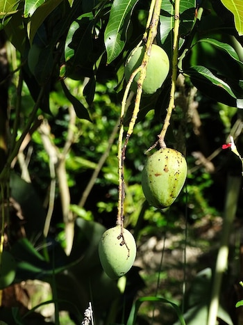 La hoja de mango es