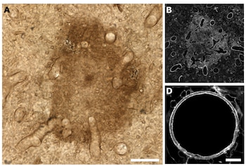 Investigadores proponen que Prototaxites fue