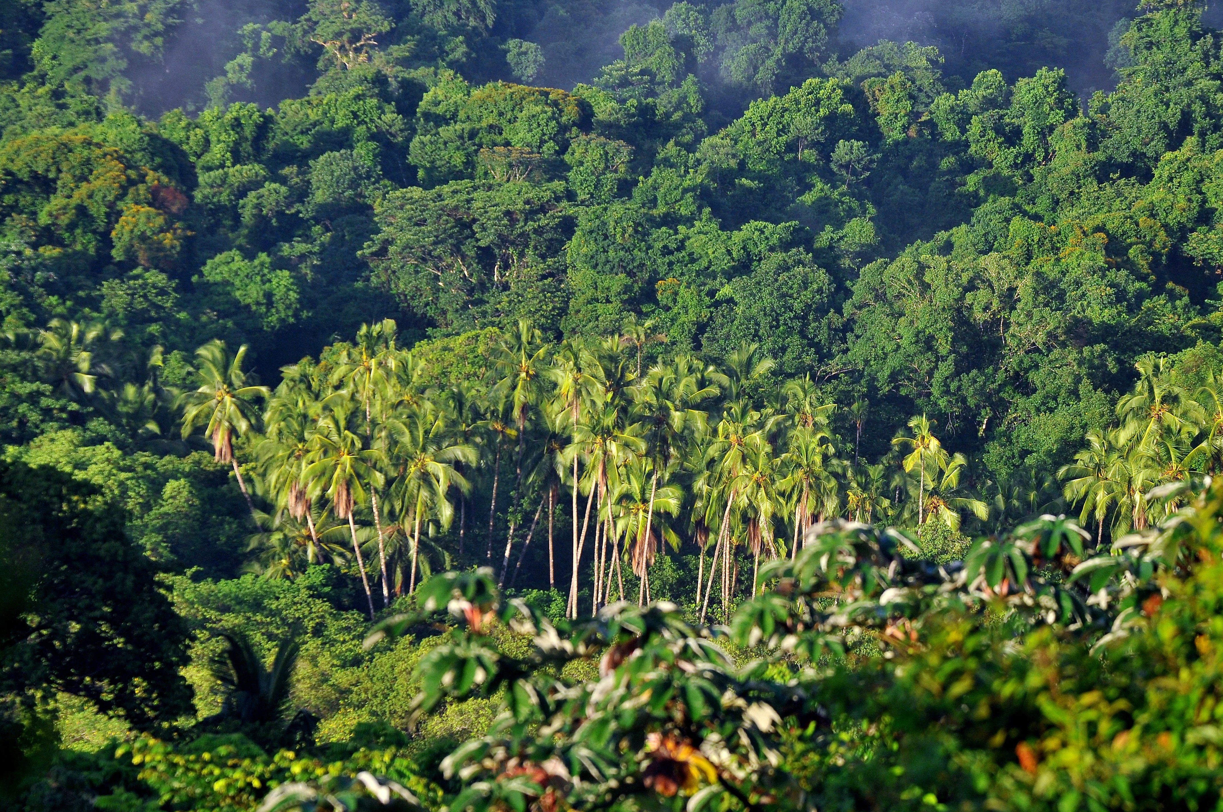 El combate a la deforestación avanza desde el Ministerio de Ambiente. EFE/Alejandro Bolívar
