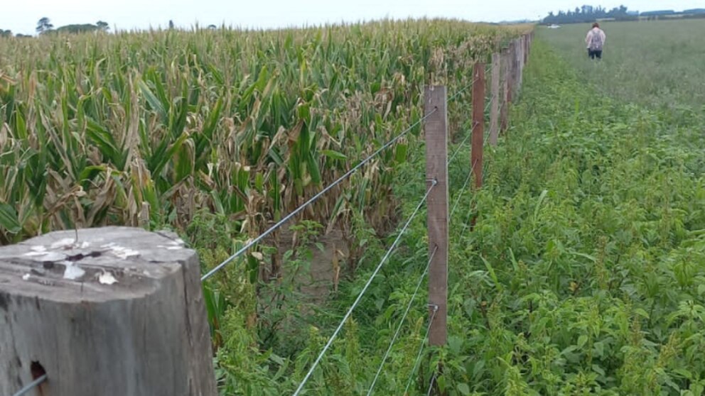 La pérdida de alambrados rurales: un riesgo para la biodiversidad agropecuaria
