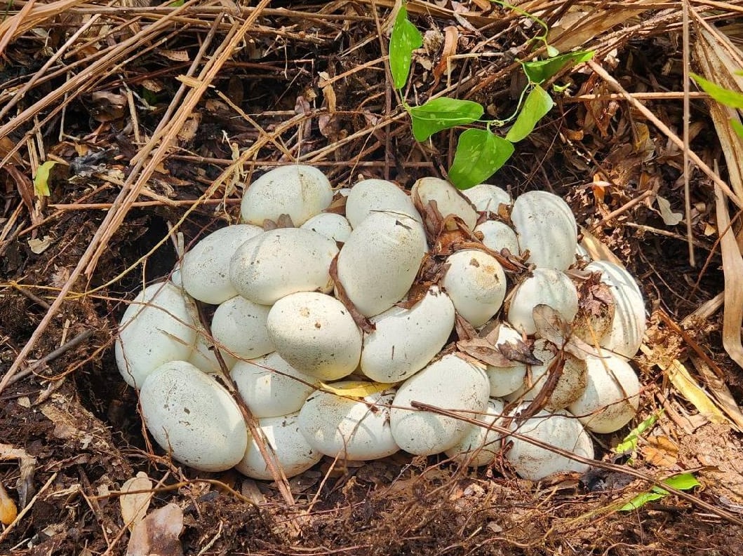 Cada nido de pitón birmana alberga decenas de huevos, representando un desafío para el ecosistema (USGS)