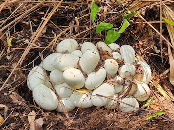 Primer plano de una gran pila de huevos blancos ovalados, algunos con manchas de tierra, en un nido rudimentario entre hojas secas, ramas y tierra oscura