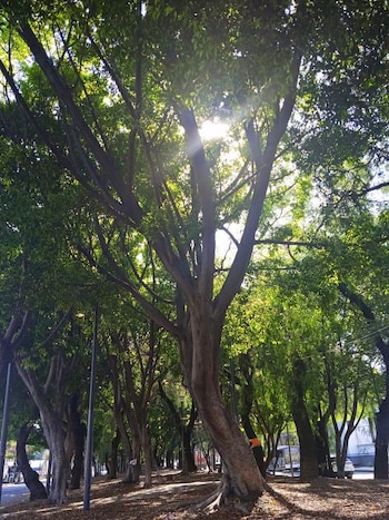 Árboles, avenida de las Culturas alcaldía Azcapotzalco, CDMX Mexibús Línea V (especial)