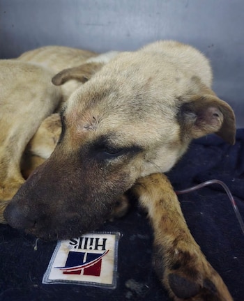 Aún con todas las dificultades,