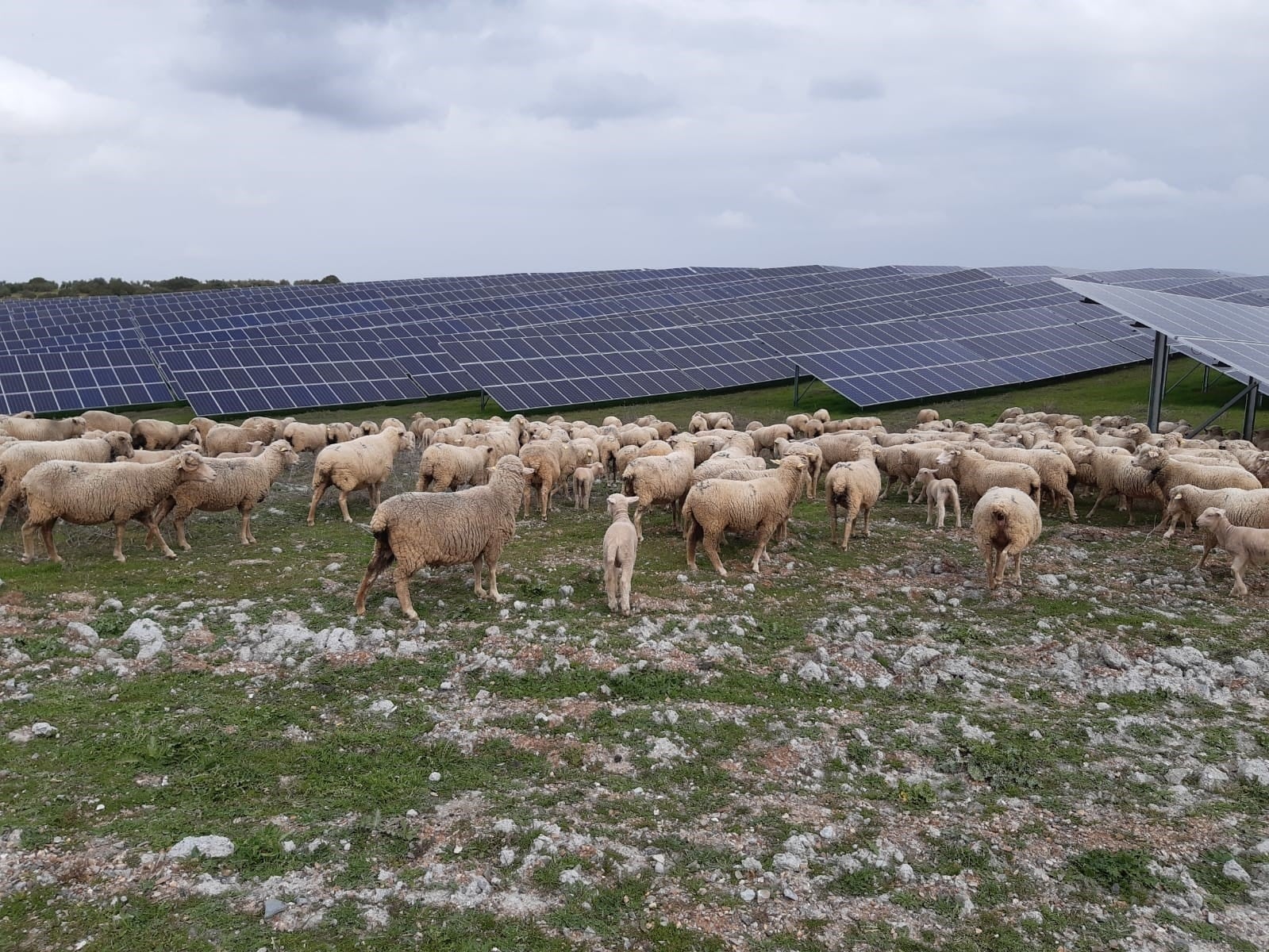 Ovejas en la planta fotovoltaica Núñez de Balboa II en Extremadura. (Iberdrola)