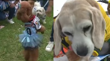 Brasil ganó la Pelu Mundial 2026 en Magdalena, donde perros sorprendieron con disfraces y apoyaron un albergue municipal