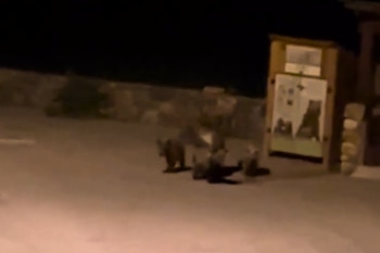 Una familia de osos fue grabada el verano pasado en Sosas de Laciana (León). (Redes sociales)