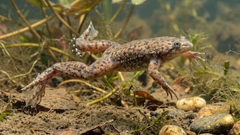 Confirman en Chile el primer caso de una rana invasora que devora huevos de un sapo nativo