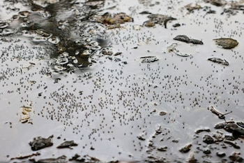 Vecinos observan desde hace años que el agua permanece sin drenar después de cada lluvia, principalmente en la parte posterior del establecimiento que se ubica sobre avenida División del Norte. REUTERS/Mohammad Ponir Hossain/Archivo