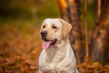 Perro labrador retriever claro con la lengua afuera, sentado sobre hojas secas cerca de troncos de árboles