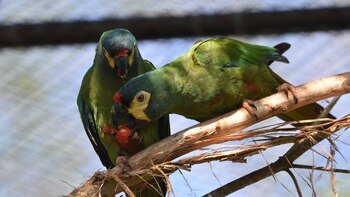 El maracaná de lomo rojo vuelve a Misiones tras desaparecer de la naturaleza durante décadas
