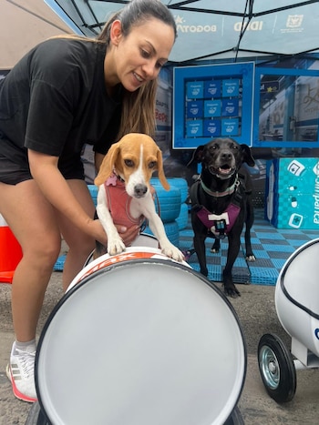 Los animales podrán descansar, jugar y ser valorados por veterinarios en la ciclovía - crédito Gabrica