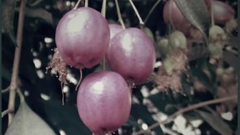 Syzygium, la única fruta que