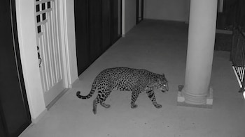 Jaguar en Ixtapan de la Sal: refuerzan búsqueda con drones y cámaras trampa en Rancho San Diego tras tres semanas de operativo
