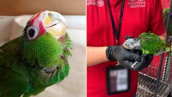 Detienen a hombre que intentaba