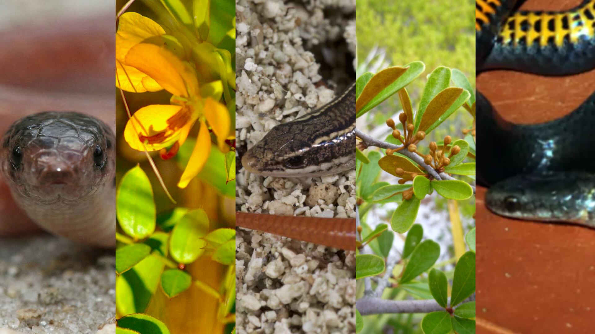 El lagarto Florida Keys mole skink, las serpientes Rim Rock crowned snake y Key ring-necked snake, junto a las plantas Big Pine partridge pea y Everglades bully, integran el grupo de especies que recibirán protección federal tras el reciente acuerdo (Imagen Ilustrativa Infobae/Wild South Florida/FWC/FWS)
