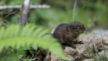 Ejemplar de la ardilla andina,