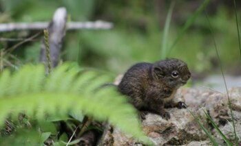 En la imagen, el ejemplar