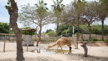 La zona de camellos fue