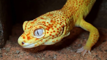 Descubren que el gecko lemon frost tiene una mutación que puede revelar secretos del cáncer