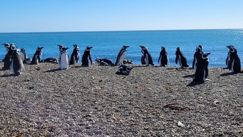 El pingüino de Magallanes se distingue por un tamaño promedio de 60 a 70 centímetros y un peso de 3 a 6 kilos