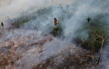 Proteger los bosques tropicales no